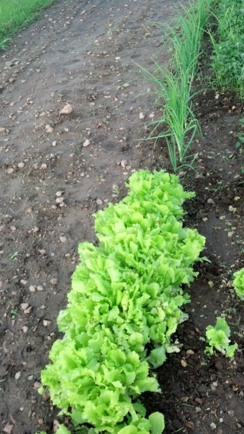 lettuceonions1